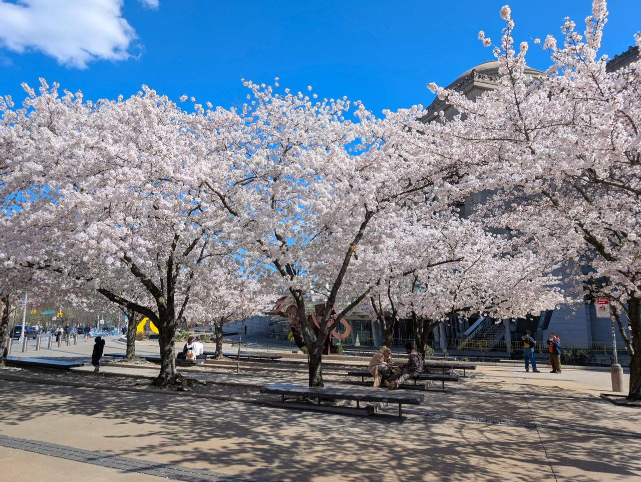 White flowers on trees