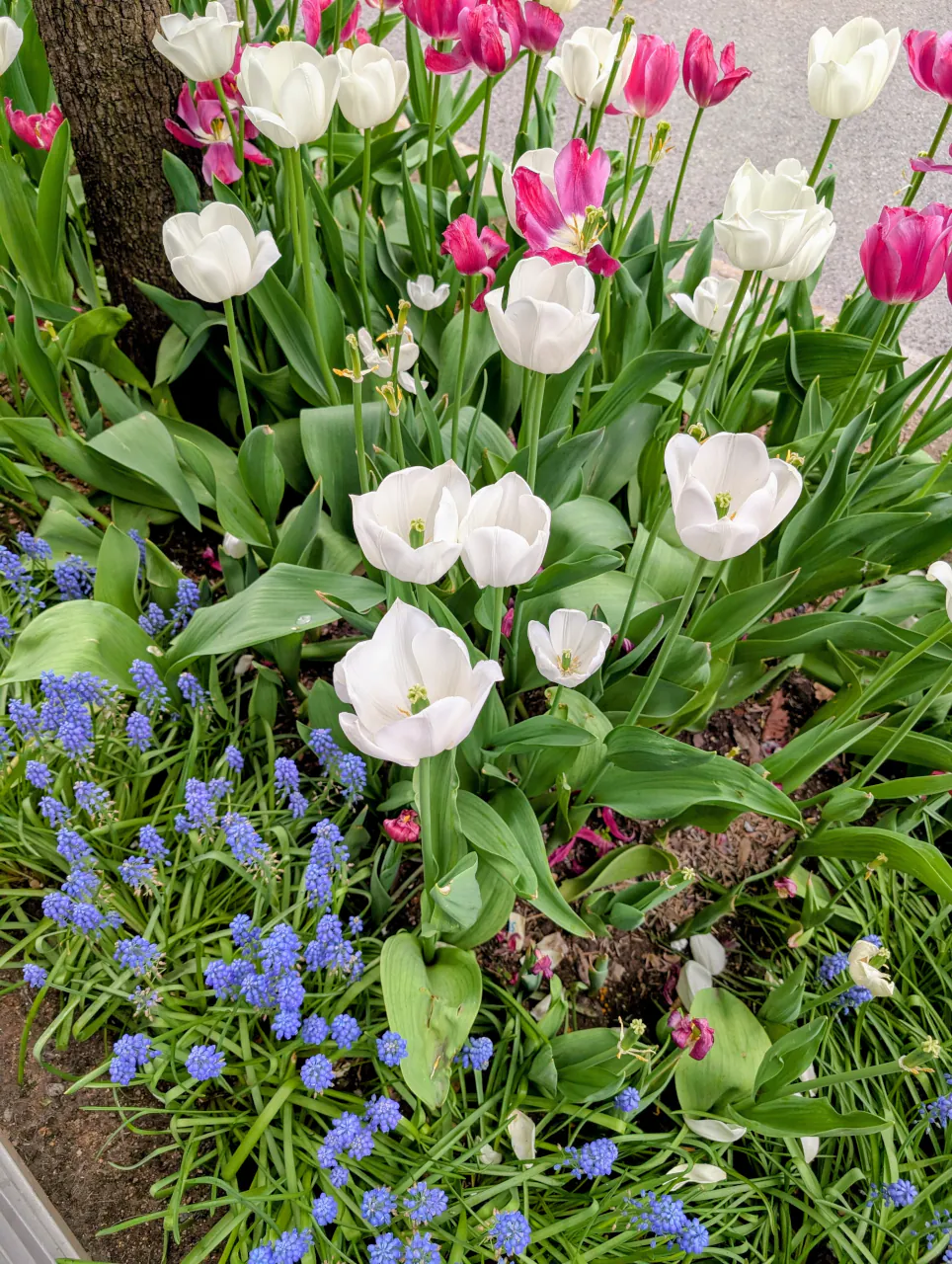 Assorted flowers on sidewalk