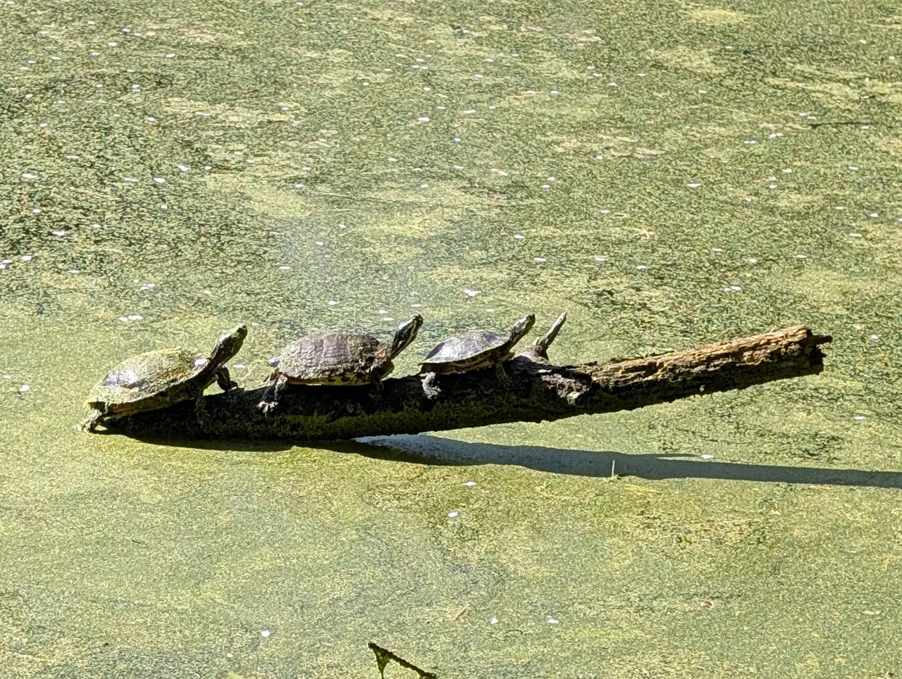 Turtles sunbathing