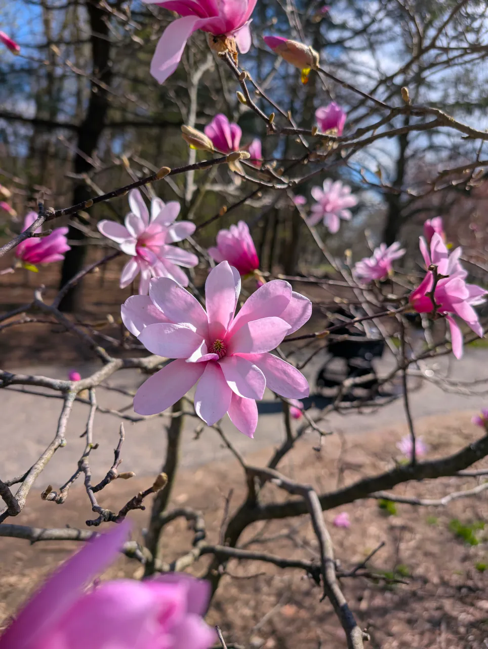Pink flowers