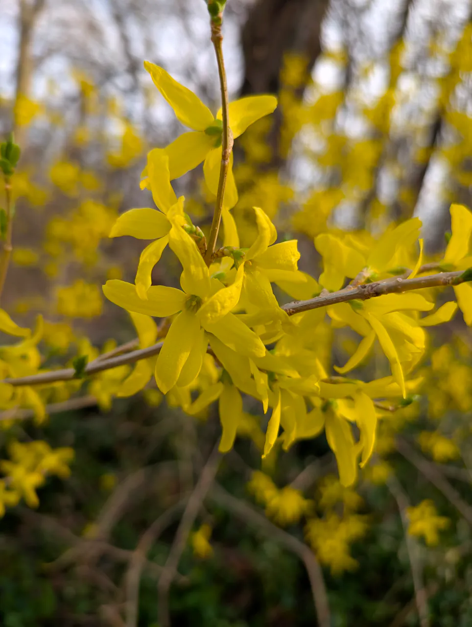 Yellow flowers