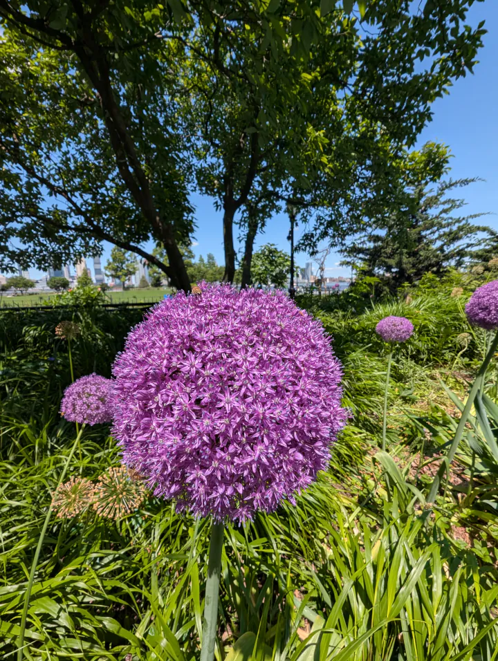 Purple flower cluster