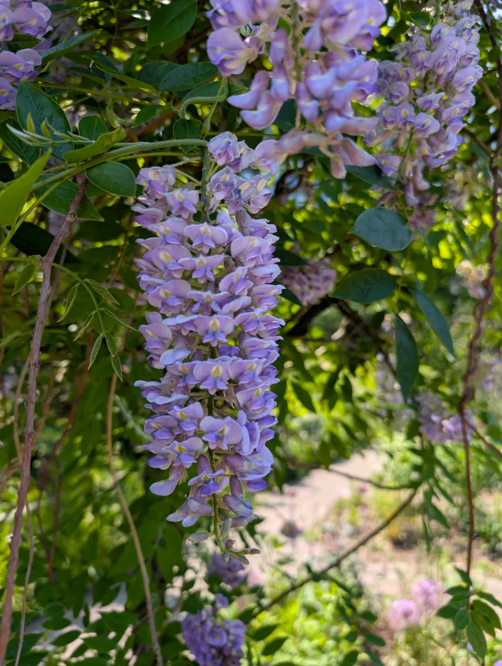 Lavender hanging flowers